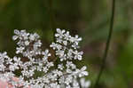 American wild carrot